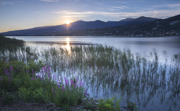 Lythrum Salicaria at dusk, lake Pusiano, Como province, Brianza, Lombardy, Italy, Europe