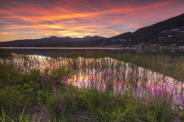 Lythrum Salicaria at Sunset, lake Pusiano, Como province, Brianza, Lombardy, Italy, Europe