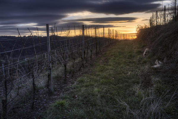 Dried vineyards, Montevecchia park, Curone valley, La Valletta Brianza, Rovagnate, Lecco province, Brianza, Lombardy, Italy, Europe