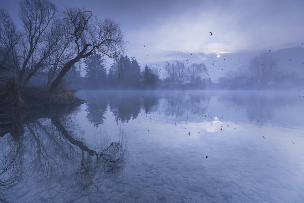 The migration of birds, river Adda, Adda Nord park, Brivio, Lecco province, Brianza, Lombardy, Italy, Europe