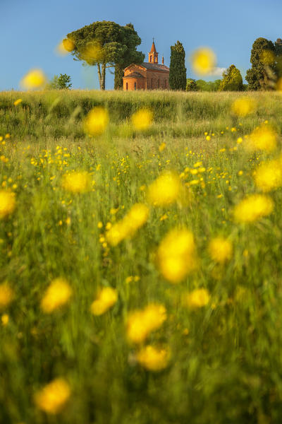 Blooming Buttercup flowers (ranunculus) frame the Pomelasca's church, Inverigo, Como province, Brianza, Lombardy, Italy, Europe