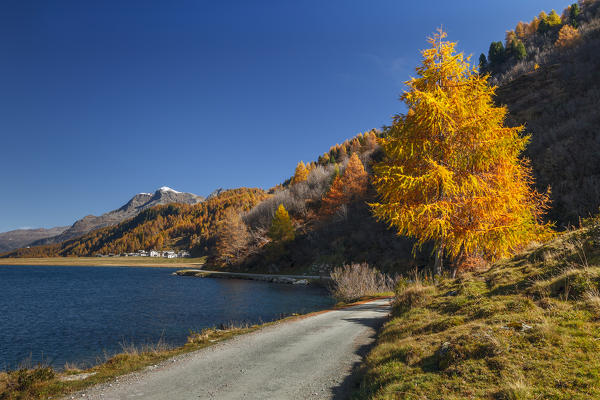 Time to Autumn larch, Lake Sils, Engadine, Canton of Graubunden, Switzerland, Europe