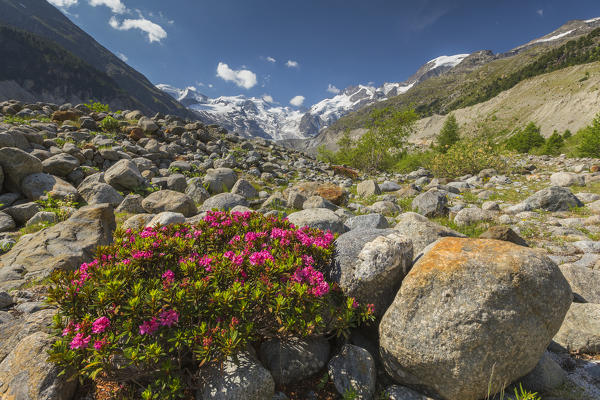 Blooming Rhododendron flowers, Morteratsch glacier, Bernina group, Morteratsch valley, Engadine, Switzerland, Europe