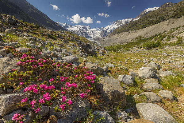 Blooming Rhododendron flowers, Morteratsch glacier, Bernina group, Morteratsch valley, Engadine, Switzerland, Europe