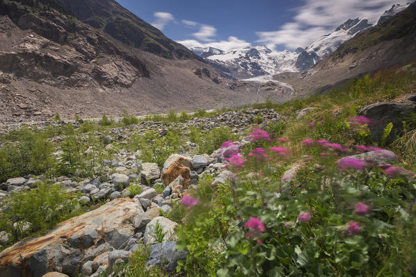 Wild flowers, Morteratsch glacier, Bernina group, Morteratsch valley, Engadine, Switzerland, Europe
