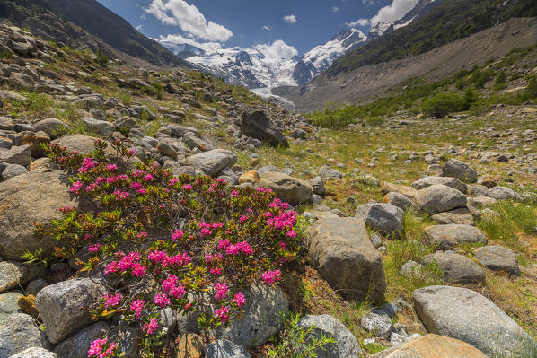 Blooming Rhododendron flowers, Morteratsch glacier, Bernina group, Morteratsch valley, Engadine, Switzerland, Europe