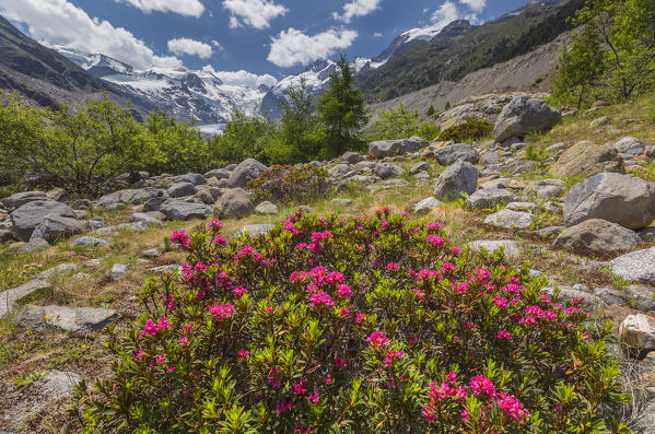 Blooming Rhododendron flowers, Morteratsch glacier, Bernina group, Morteratsch valley, Engadine, Switzerland, Europe