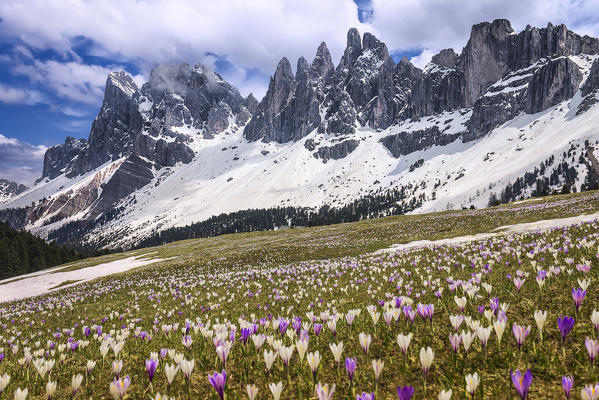 Crocus blooming on the meadows of the Funes valley, Odle dolomites, South Tyrol region, Trentino Alto Adige, Bolzano province, Italy, Europe