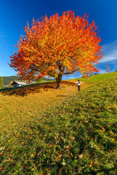 Girl embraces the nature, autumn cherry tree, Funes valley, South Tyrol region, Trentino Alto Adige, Bolzano province, Italy, Europe (MR)
