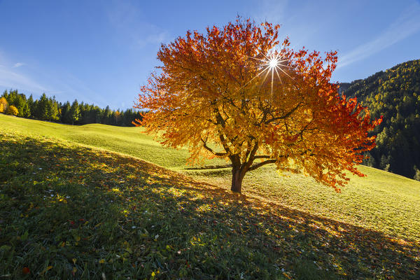 Autumn cherry tree, Funes valley, South Tyrol region, Trentino Alto Adige, Bolzano province, Italy, Europe