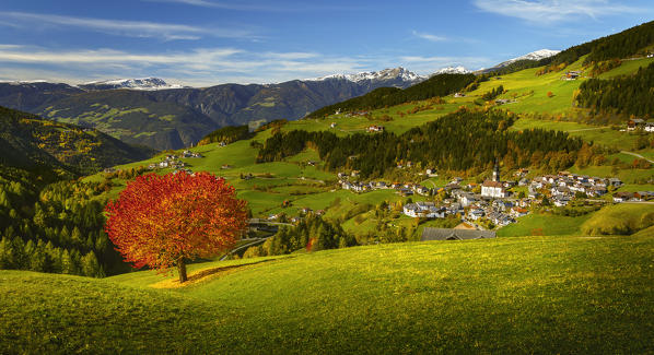 Autumn cherry tree and San Pietro village in the background, Funes valley, South Tyrol region, Trentino Alto Adige, Bolzano province, Italy, Europe