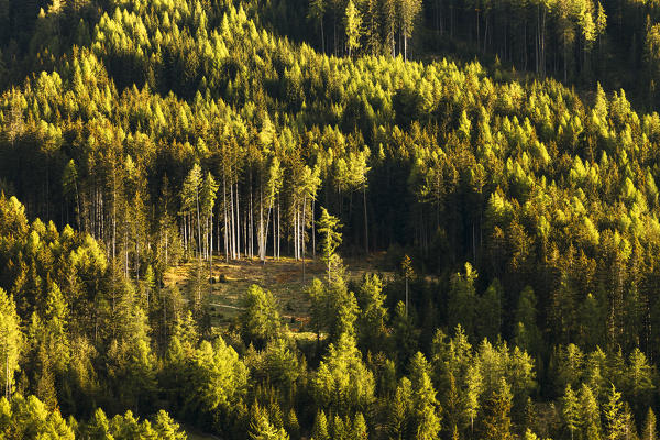Coniferous Woods, Funes valley, Bolzano province, South Tyrol region, Trentino Alto Adige, Italy, Europe