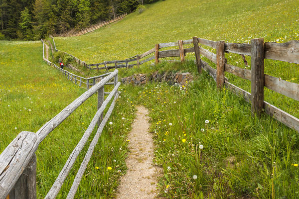 A Path with fence, Funes valley, Bolzano province, South Tyrol region, Trentino Alto Adige, Italy, Europe (MR)