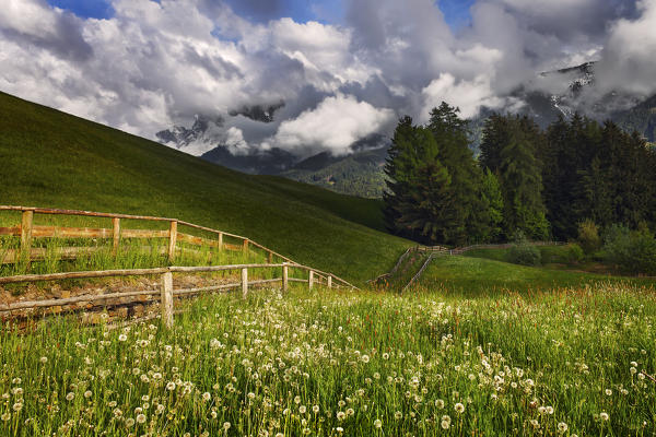 Tarassaco blooming (Taraxacum officinale) in the Funes valley, Santa Magdalena, Odle Dolomites, Bolzano province, South Tyrol region, Trentino Alto Adige, Italy, Europe
