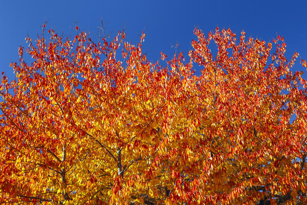 Cherry in Autumn, Funes valley, Bolzano province, South Tyrol region, Trentino Alto Adige, Italy, Europe