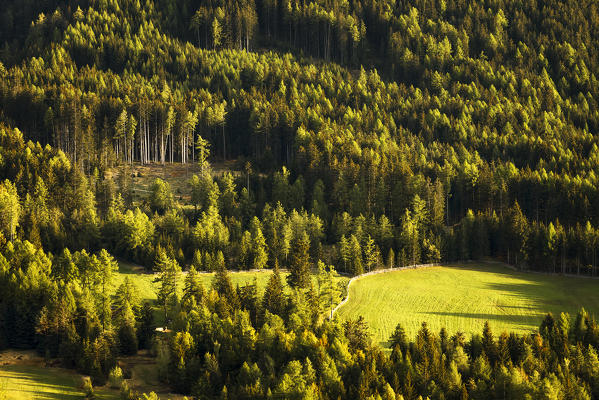 Coniferous Woods, Funes valley, Bolzano province, South Tyrol region, Trentino Alto Adige, Italy, Europe