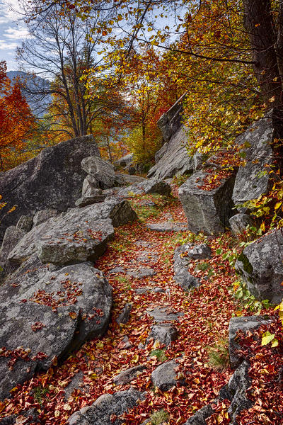 Autumn carpet on the path, Maloja region, Canton of Graubunden, Bregaglia valley, Switzerland, Europe