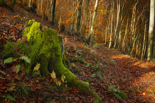 Autumn woods, Bolla, Casasco d'Intelvi, Intelvi valley, Como province, Lombardy, Italy, Europe