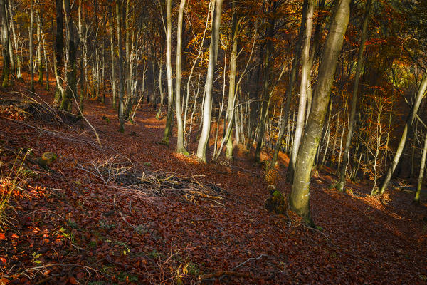 Autumn woods, Bolla, Casasco d'Intelvi, Intelvi valley, Como province, Lombardy, Italy, Europe