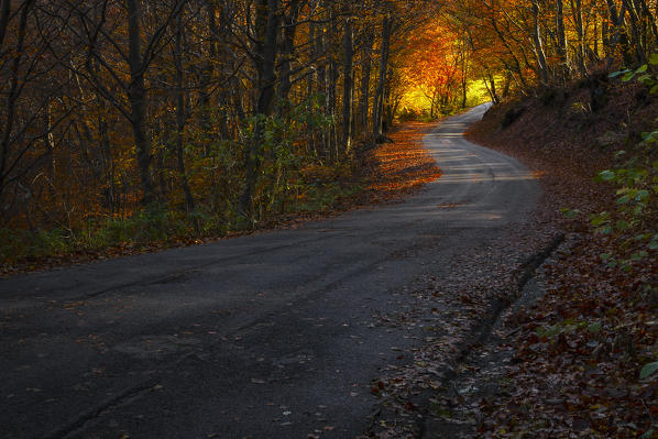 Road in the Autumn woods, Bolla, Casasco d'Intelvi, Intelvi valley, Como province, Lombardy, Italy, Europe
