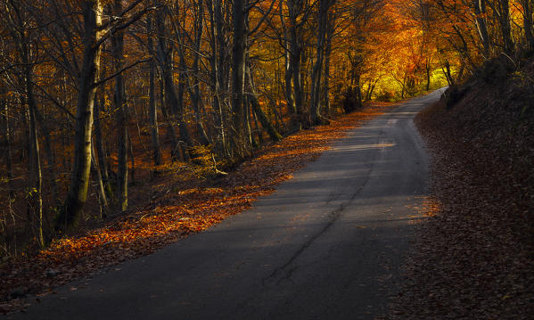Road in the Autumn woods, Bolla, Casasco d'Intelvi, Intelvi valley, Como province, Lombardy, Italy, Europe