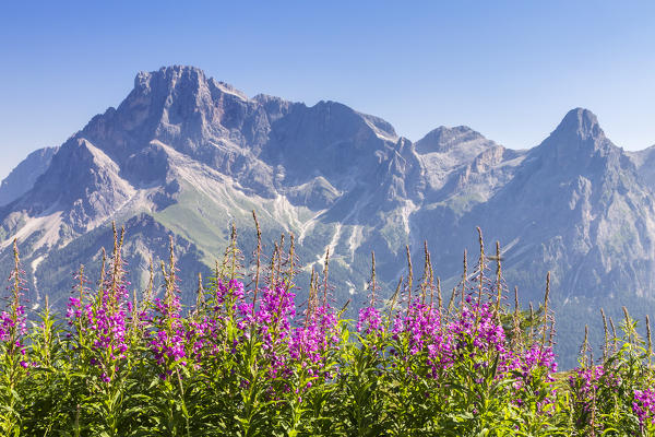 Blooming Willowherb flowers (Epilobium) frame Pale di San Martino Dolomites, San Martino di Castrozza, Trento province, Trentino Alto Adige, Italy, Europe