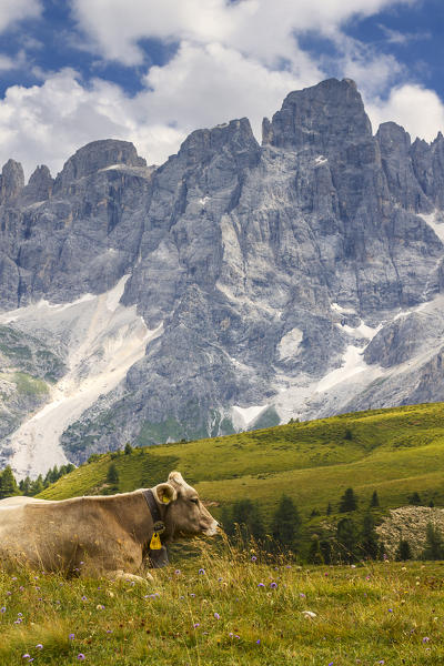 A cow grazes, Pale di San Martino Dolomites, Rolle Pass, Trento province, Trentino Alto Adige, Italy, Europe