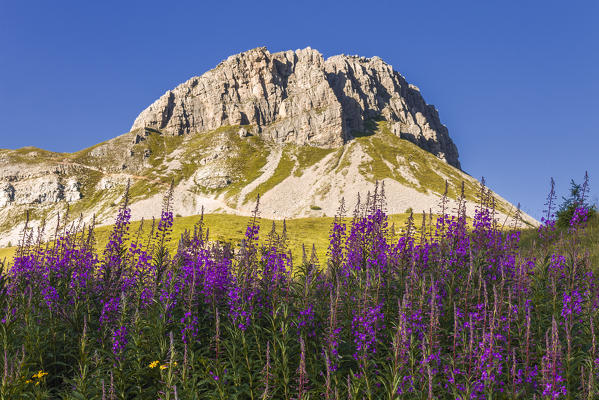 Blooming Willowherb flowers (Epilobium) frame Castellazzo mount, Rolle Pass, Dolomites, Trento province, Trentino Alto Adige, Italy, Europe