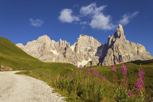 Blooming Willowherb flowers (Epilobium), Pale di San Martino Dolomites, Rolle Pass, Trento province, Trentino Alto Adige, Italy, Europe (MR)