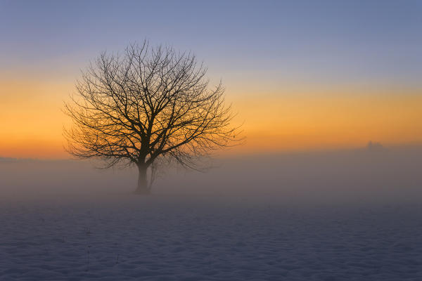 A lonely tree in the fog at sunset, Como province, Lombardy, Italy, Europe