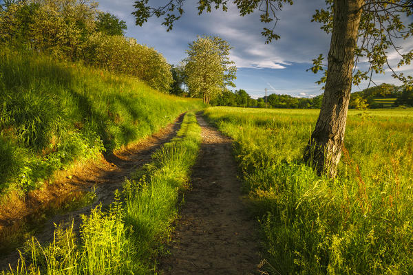 Sunrise on a track in the meadow, Como province, Lombardy, Italy, Europe