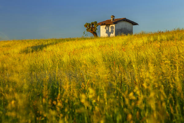 Awakening of fields, Como province, Lombardy, Italy, Europe