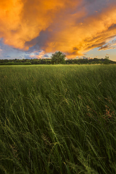 A field at sunset, Como province, Lombardy, Italy, Europe