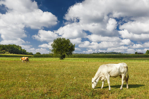 Cows grazing, Como province, Lombardy, Italy, Europe