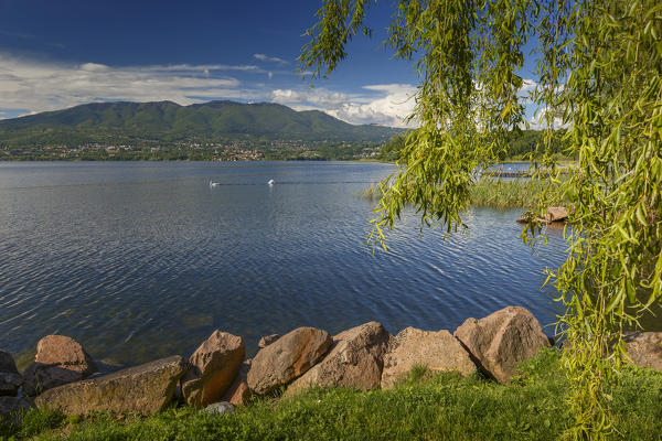 Salix babylonica (Weeping willow) frames the lake front of lake Varese from Cazzago Brabbia, Varese province, Lombardy, Italy, Europe