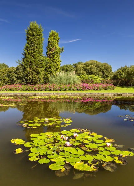 Summer reflection in a ponds of Parco giardino Sigurtà, Valeggio sul Mincio, Verona province, Veneto, Italy, Europe