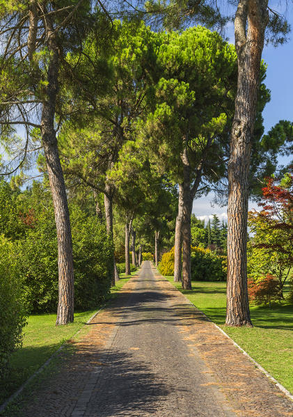 Tree avenue, Parco giardino Sigurtà, Valeggio sul Mincio, Verona province, Veneto, Italy, Europe