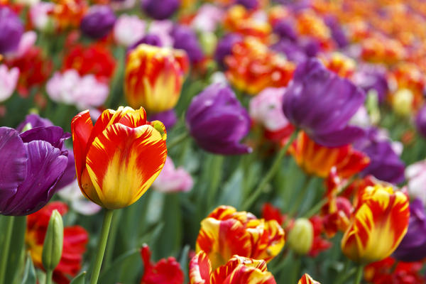 Multicolor Tulips blooming, Valeggio sul Mincio, Verona province, Veneto, Italy, Europe
