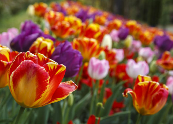 Multicolor Tulips blooming, Valeggio sul Mincio, Verona province, Veneto, Italy, Europe