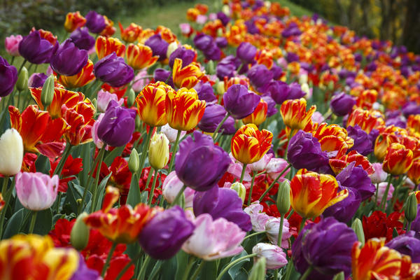 Multicolor Tulips blooming, Valeggio sul Mincio, Verona province, Veneto, Italy, Europe