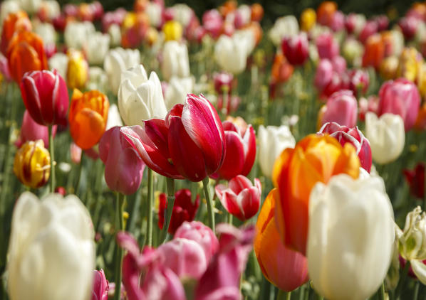 Multicolor Tulips blooming, Valeggio sul Mincio, Verona province, Veneto, Italy, Europe