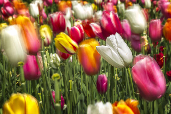 The wind moves multicolored tulips and one of them remains stationary, Verona province, Veneto, Italy, Europe