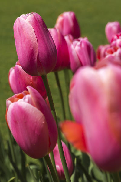 Tulips blooming, Valeggio sul Mincio, Verona province, Veneto, Italy, Europe