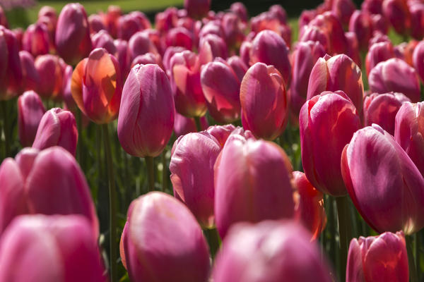 Tulips blooming, Valeggio sul Mincio, Verona province, Veneto, Italy, Europe