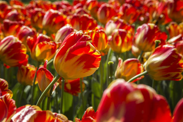 Tulips blooming, Valeggio sul Mincio, Verona province, Veneto, Italy, Europe