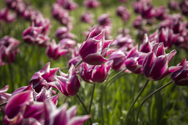 Tulips blooming, Valeggio sul Mincio, Verona province, Veneto, Italy, Europe