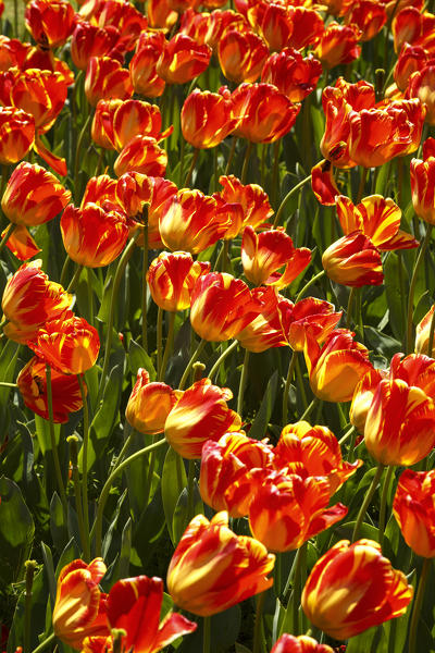 Tulips blooming, Valeggio sul Mincio, Verona province, Veneto, Italy, Europe