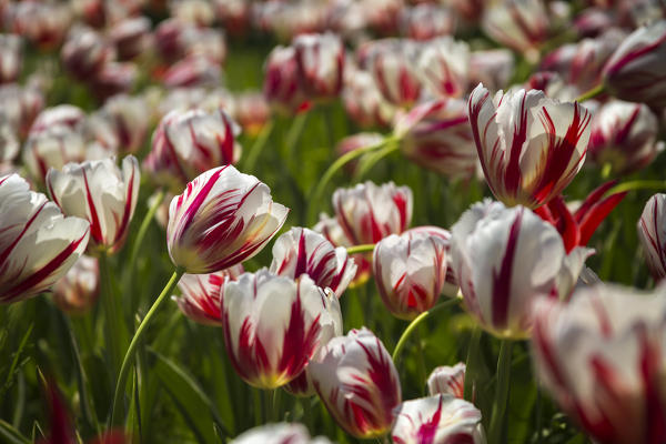 Tulips blooming, Valeggio sul Mincio, Verona province, Veneto, Italy, Europe