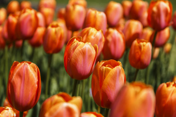 Tulips blooming, Valeggio sul Mincio, Verona province, Veneto, Italy, Europe