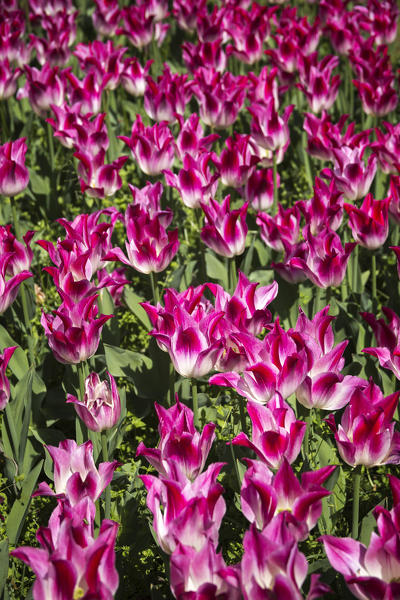 Tulips blooming, Valeggio sul Mincio, Verona province, Veneto, Italy, Europe